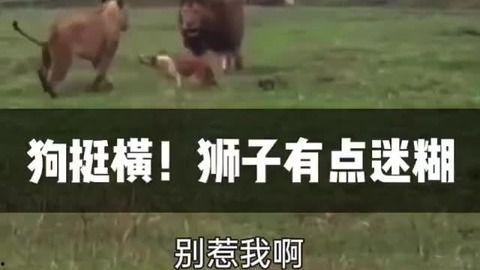 搞笑视频吃瓜免费视频,吃瓜群众狂欢盛宴 第3张 搞笑视频吃瓜免费视频,吃瓜群众狂欢盛宴 第3张