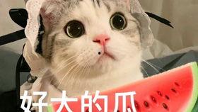 盐城吃瓜网红是谁呀,吃瓜达人是谁？  第2张