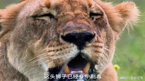 动物世界2在线观看,探秘未知，续写生命传奇  第2张