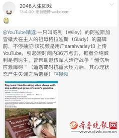 狗仔卓伟爆料马蓉视频,马蓉视频事件真相揭秘  第3张