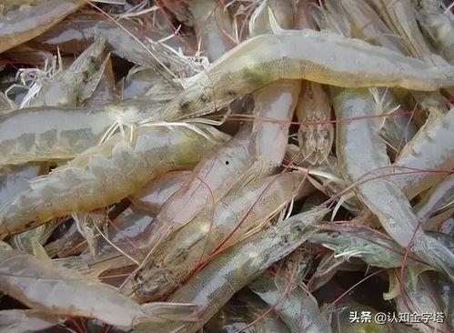 大虾养殖爆料方法视频大全,视频大全全方位解析养殖技巧  第3张