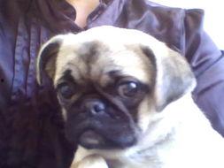 八哥在微博爆料视频在线观看,揭秘幕后真相，带你一探究竟  第3张