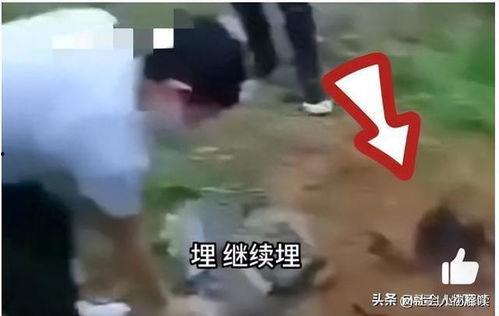 缅北爆料视频是真的假的,真相还是谣言？