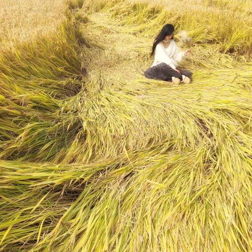 田园牧歌爆料最新消息,最新热点事件深度解析