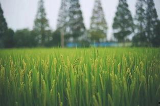 田园牧歌爆料最新消息,最新热点事件深度解析 第3张 田园牧歌爆料最新消息,最新热点事件深度解析 第3张