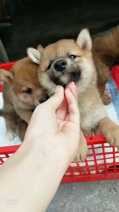 柴犬员工爆料视频大全集,揭秘公司内部那些不为人知的秘密