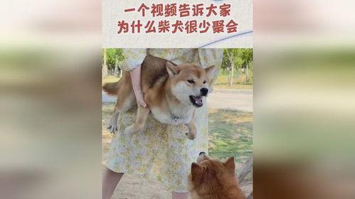 柴犬员工爆料视频大全集,揭秘公司内部那些不为人知的秘密  第2张