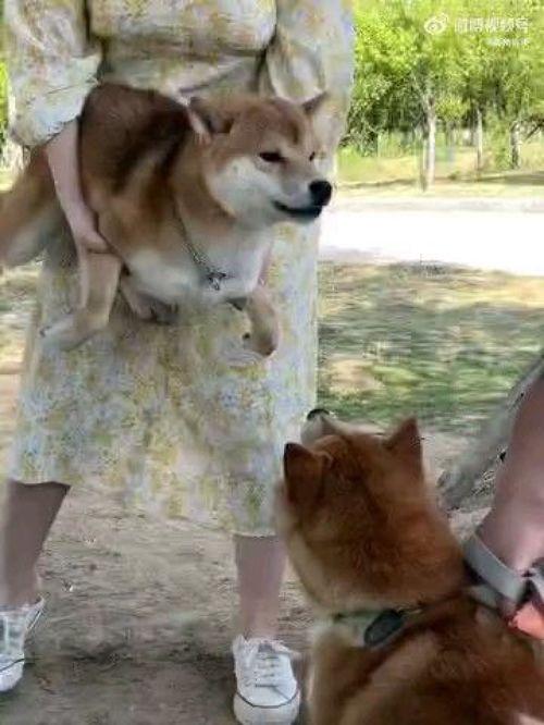 柴犬员工爆料视频大全集,揭秘公司内部那些不为人知的秘密  第3张