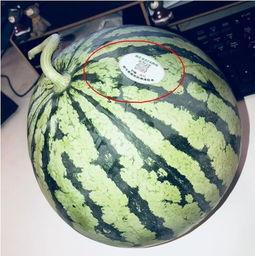 网红瓜吃不吃,吃不吃，这是个问题？