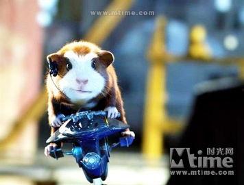 豚鼠特工队在线观看,萌宠特工大冒险 第3张 豚鼠特工队在线观看,萌宠特工大冒险 第3张