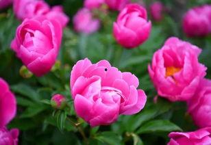 娱乐吃瓜酱洋桔梗  第3张