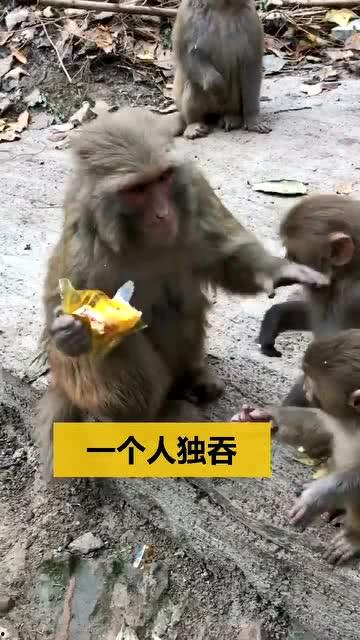 打猴子在线观看,惊险刺激的动物世界冒险之旅