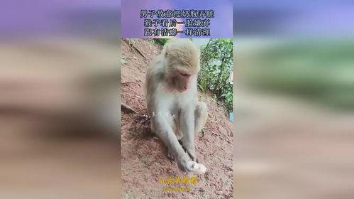 打猴子在线观看,惊险刺激的动物世界冒险之旅  第3张