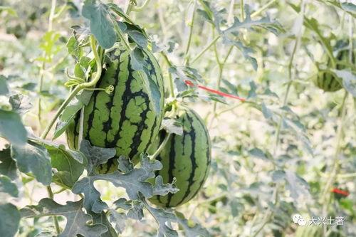 盘锦网红吃瓜  第2张