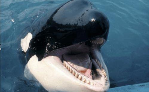 蓝鲸黑肉爆料视频大全,揭秘网络暗流涌动的真相 第2张 蓝鲸黑肉爆料视频大全,揭秘网络暗流涌动的真相 第2张