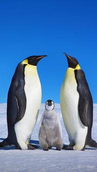 蓝鲸黑肉爆料视频大全,揭秘网络暗流涌动的真相 第3张 蓝鲸黑肉爆料视频大全,揭秘网络暗流涌动的真相 第3张