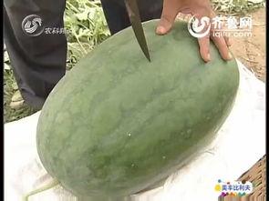 2025最新大瓜爆料,揭秘娱乐圈惊天秘密与惊人内幕  第3张