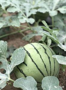 网红吃瓜网站地址,带你领略网络八卦新风向  第3张