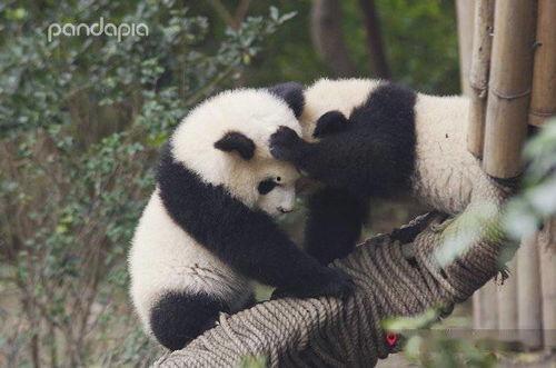 爆料潮汕熊猫视频下载  第2张