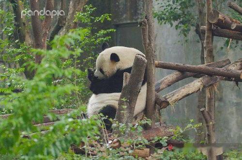 爆料潮汕熊猫视频下载  第3张