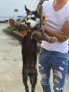 爆料男艺人养狗视频,揭秘男艺人真实养狗日常  第2张