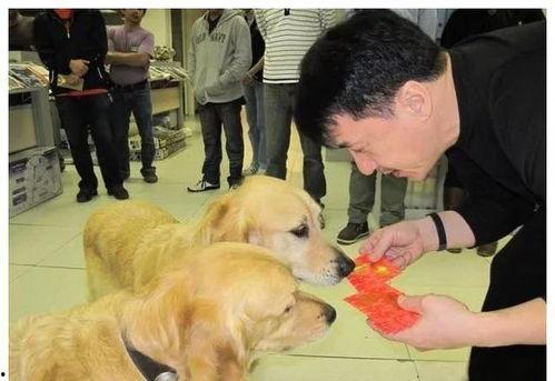 爆料男艺人养狗视频,揭秘男艺人真实养狗日常  第3张