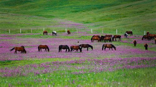 青草在线观看完整版,一场青春记忆的完整呈现
