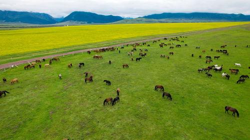 青草在线观看完整版,一场青春记忆的完整呈现  第2张